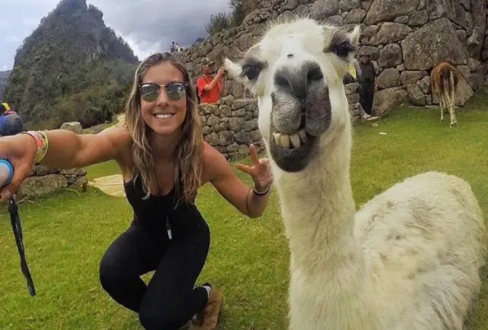 Tour con Llamas